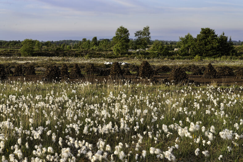 Bog cotton and Pollboy bog | Robert Riddell