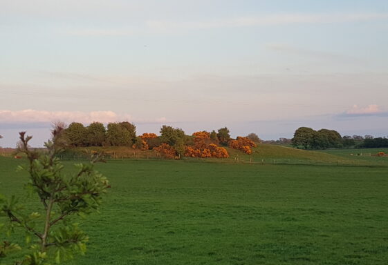 Ringfort