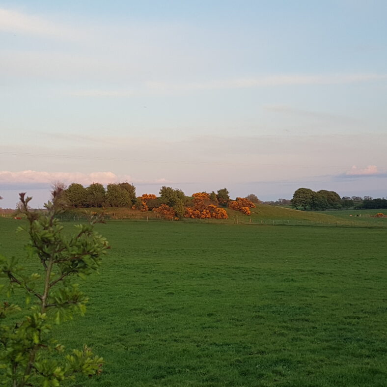 Ringfort | Anne Mannion
