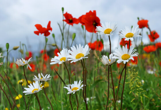 Roadside Wildflowers