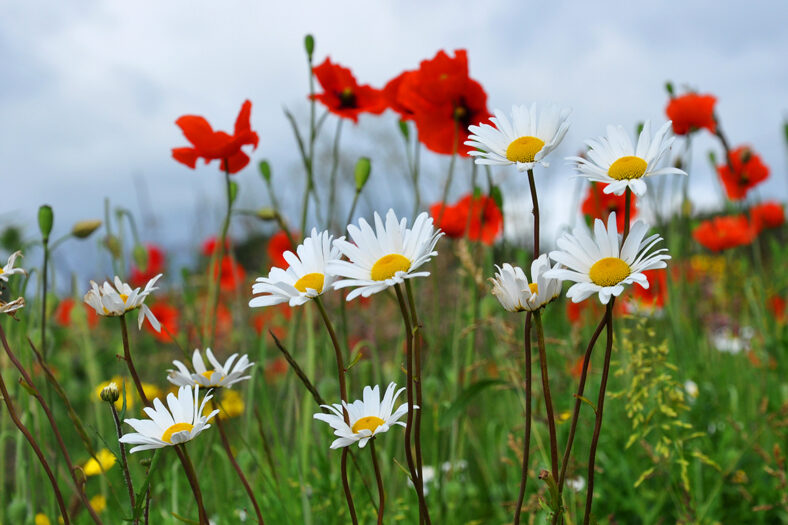 Roadside Wildflowers Beechlawn, Ballinasloe | Robert Riddell