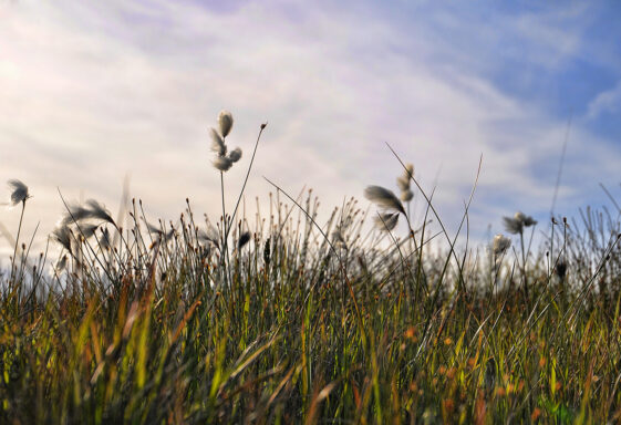 Bog Cotton