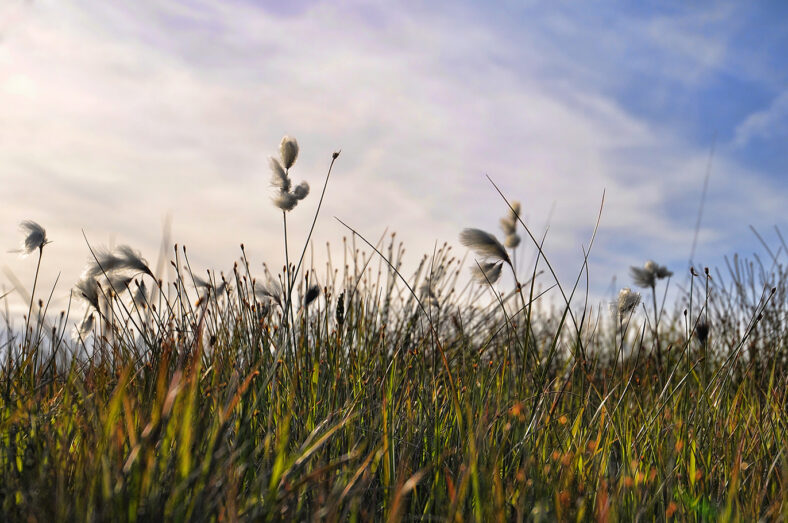 Roundstone Bog Cotton | Robert Riddell