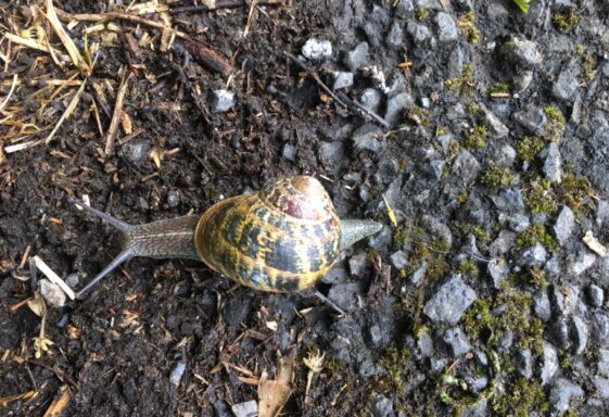 Snail