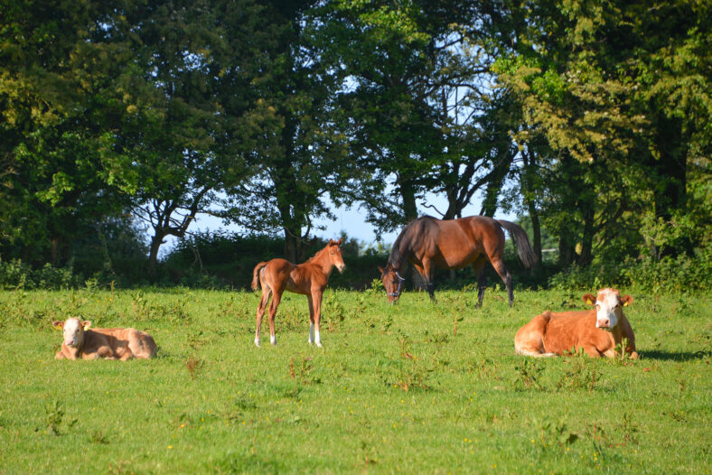 Social Distancing Mackney Ballinasloe | Robert Riddell