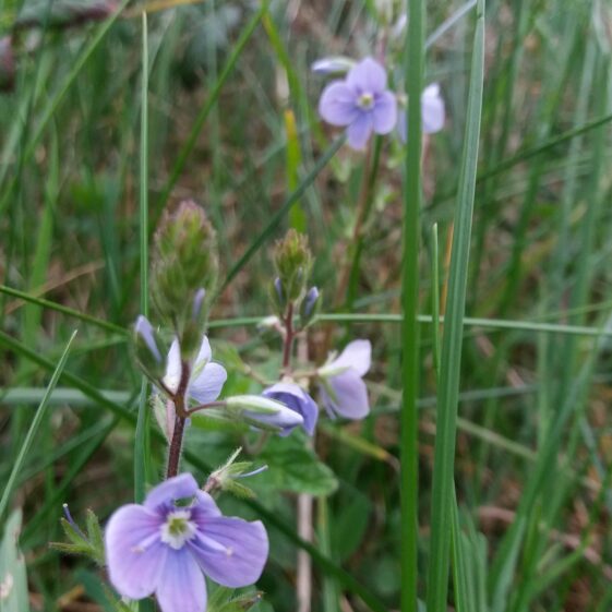 Speedwell | Bernadette Doherty