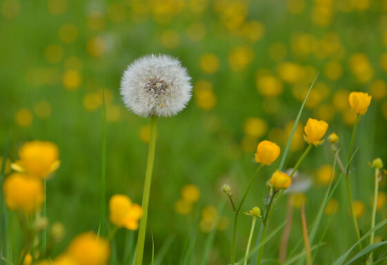 Summer Meadow