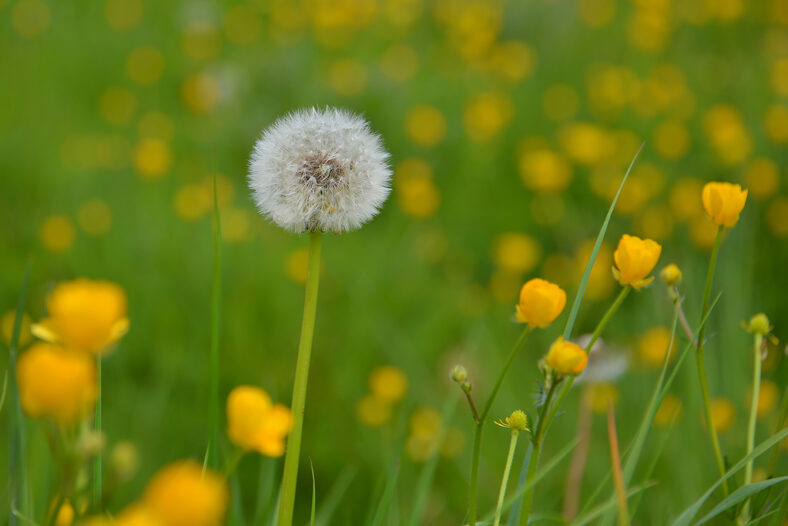 Summer Meadow, Ballinasloe | Robert Riddell