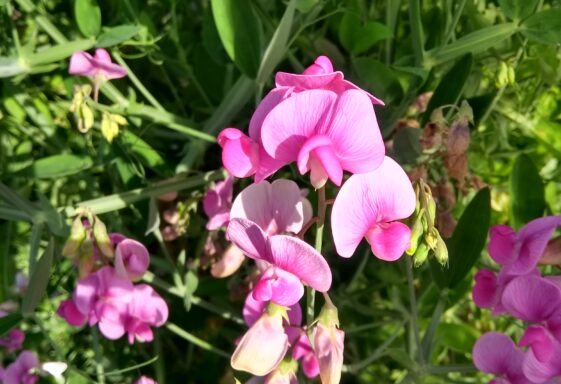 Sweet Pea