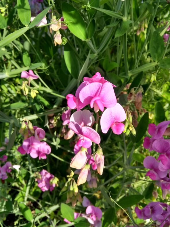 Sweet Pea | Mary Doherty