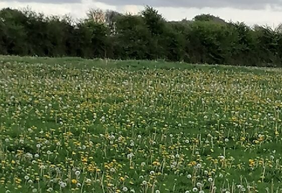 The Dandelion Field