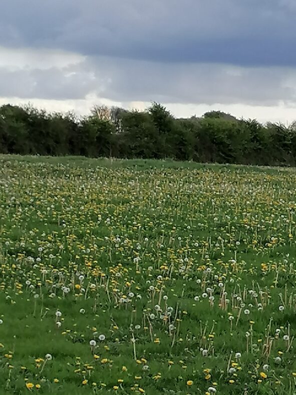 The Dandelion Field | Bride Brady