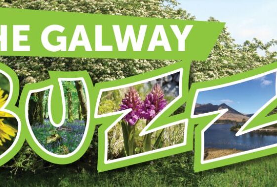 The Galway Buzz!