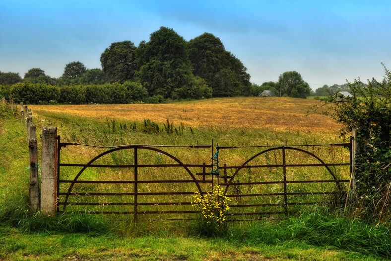 The Meadow Gate | Robert Riddell