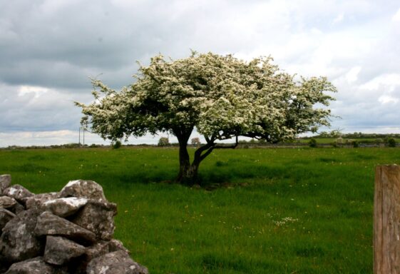 Whitethorn (sceach gheal)