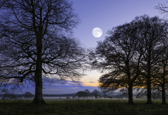 Winter Moon