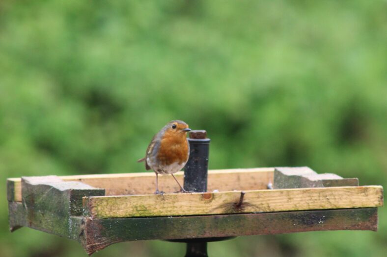Robin | Mannion