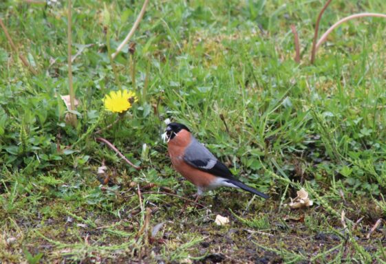 Robin and Bullfinch