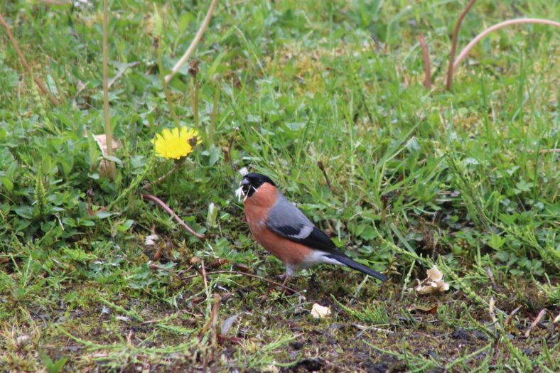 Bullfinch | Mannion