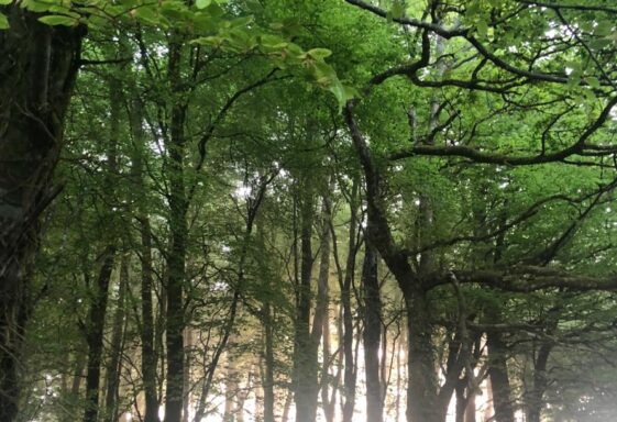 Woodlawn Woods
