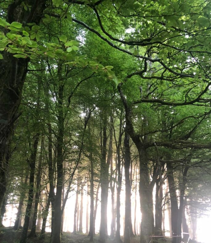 Woodlawn Woods | Gráinne O' Byrne