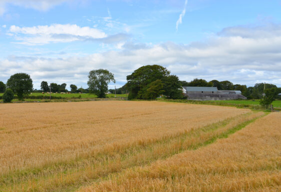 Cornfield