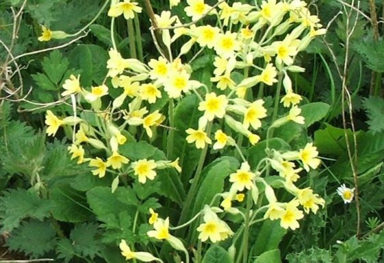 False oxlip flower