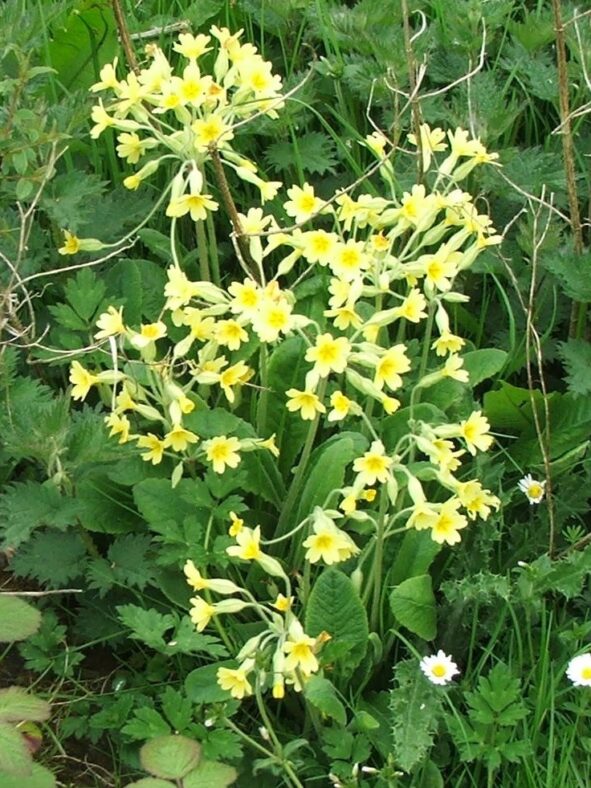 False oxlip flower