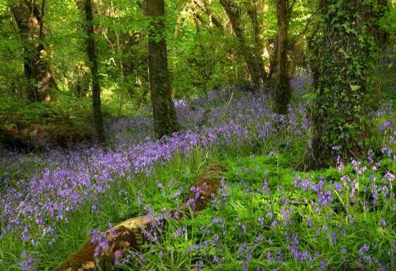 Garbally Park