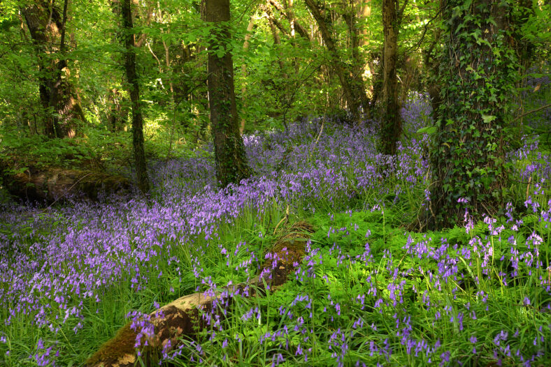 Bluebells | Robert Riddell