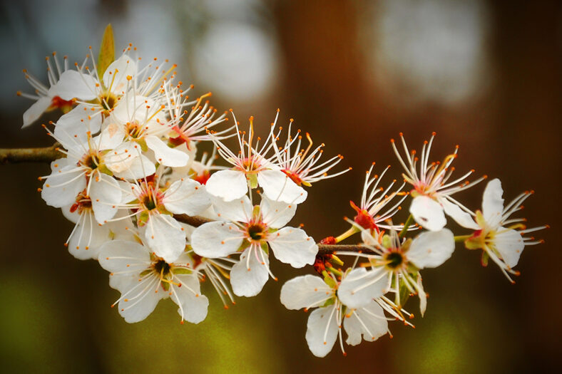 hawthorn may bush | Robert Riddell