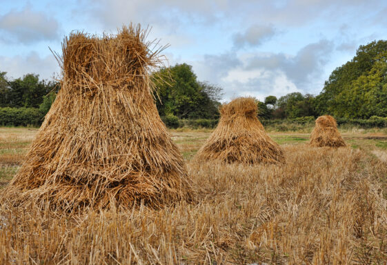 Stucks of oats