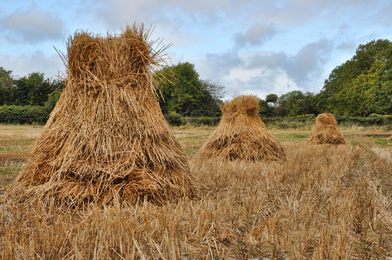 stucks of oats, Oatfield | Robert Riddell