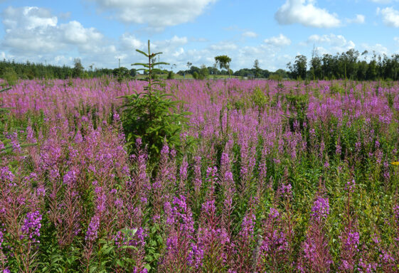 Willow herb