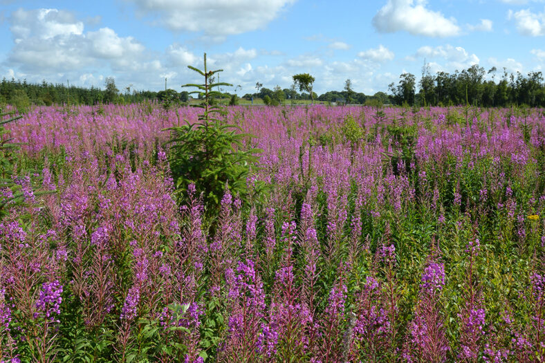 willowherb Pollboy Bog Ballinasloe | Robert Riddell