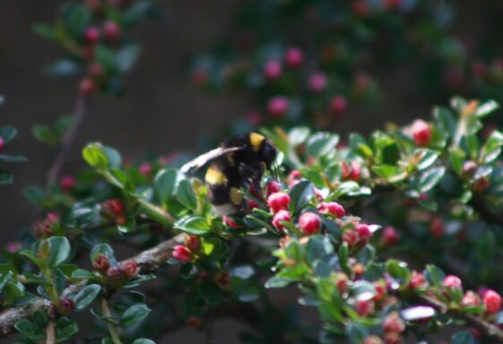 Bumblebee at work