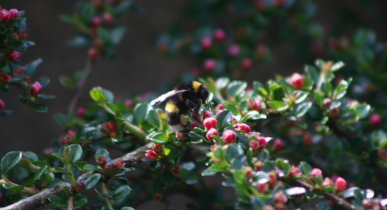 Bumble Bee at work | David Walsh