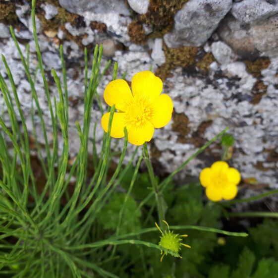 Wildflowers | Emma Laffey