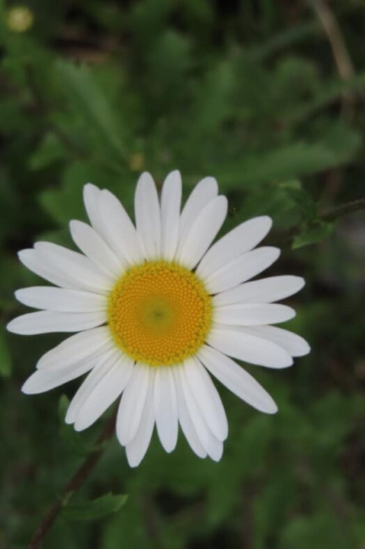 Carrownagappul Bog