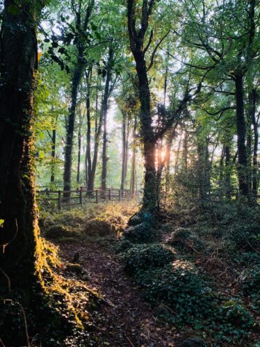 Clarinbridge Forest | Edel O'Shaughnessy