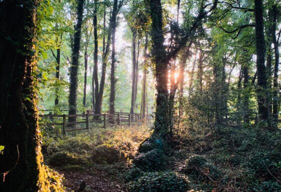 Clarinbridge Forest Trail