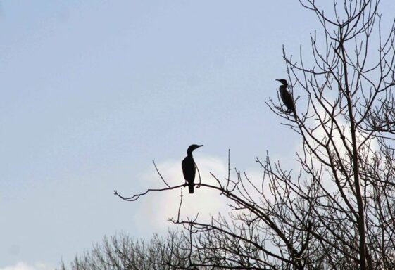 Cormorants