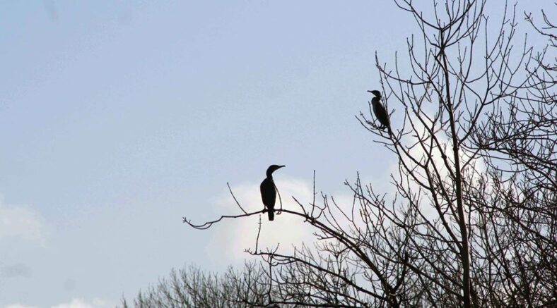 Cormorants | David Walsh