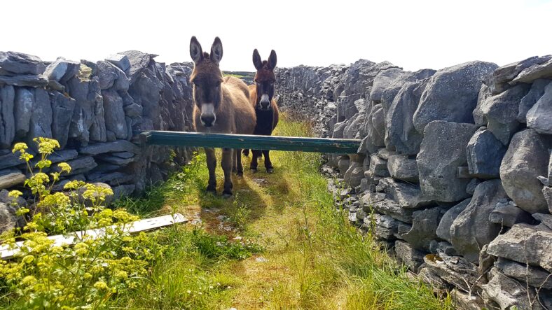 Donkeys | Mary Doherty