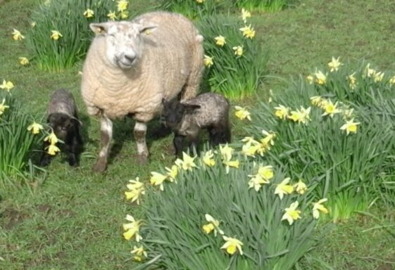 Ewe and lambs
