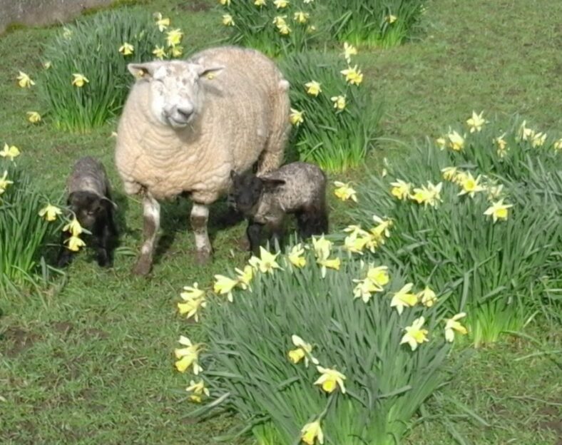 Ewe and lambs | Michael Hurley