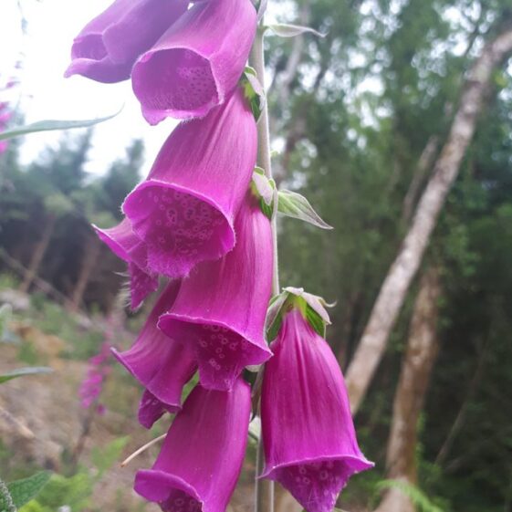 Foxglove | Emma Laffey