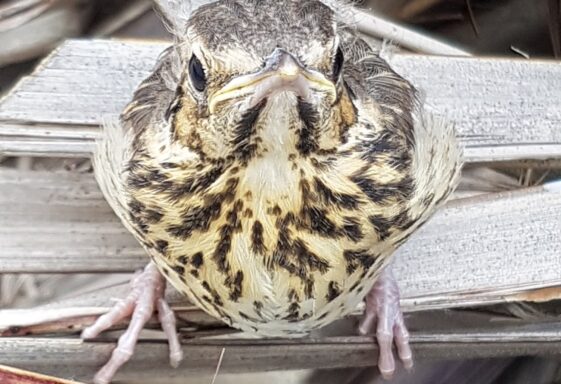 Young Trush out of nest