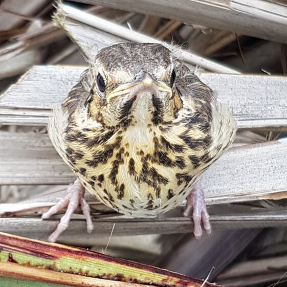 Young Trush out of nest