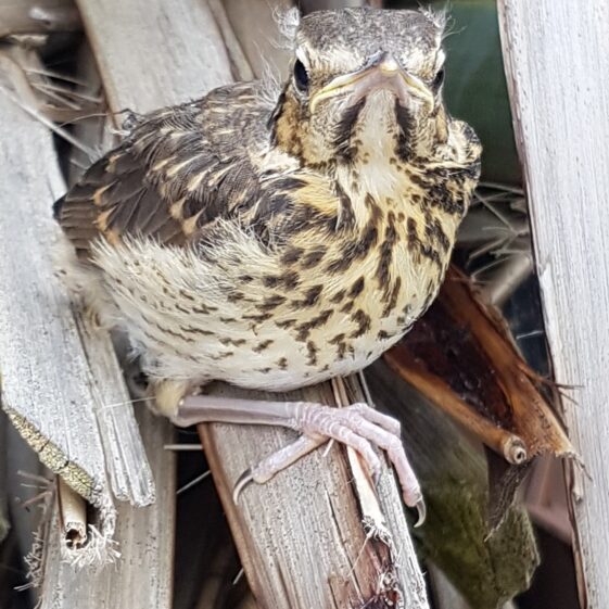 Young Trush out of nest